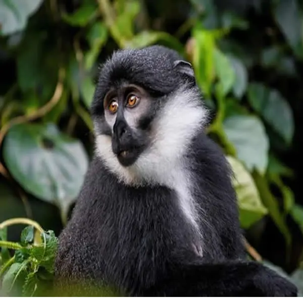 Kibale-Chimpanzee-Trekking